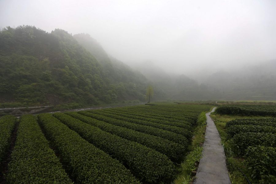 農行重慶秀山支行通過公司、基地、農戶支持當地農民走上脫民致富